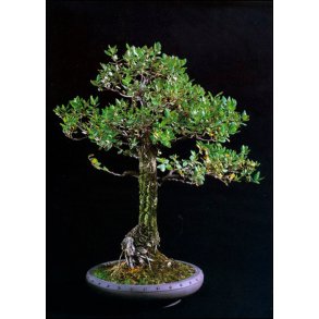 Bonsai-fr: <br> Iberisk Korkeg