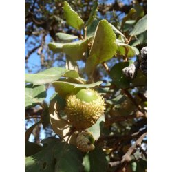 Bonsai-fr: <br> Iberisk Korkeg