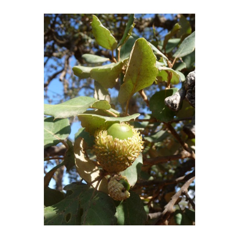 Bonsai-fr: <br> Iberisk Korkeg