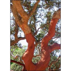 Bonsai-fr: <br> Iberisk Korkeg