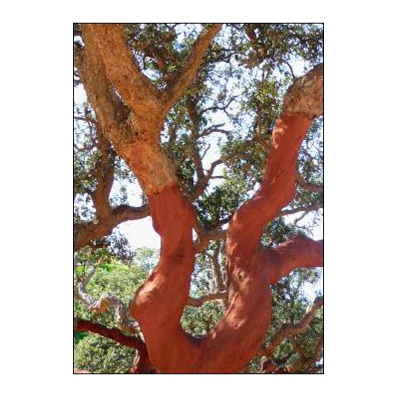 Bonsai-fr: <br> Iberisk Korkeg