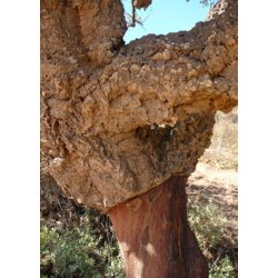 Bonsai-fr: <br> Iberisk Korkeg