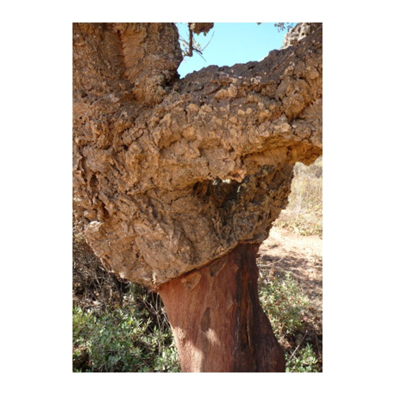 Bonsai-fr: <br> Iberisk Korkeg