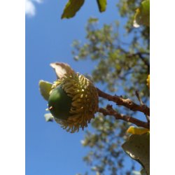 Bonsai-fr: <br> Iberisk Korkeg