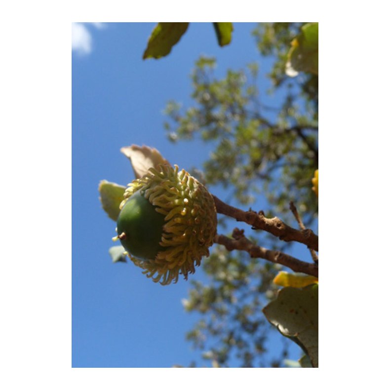 Bonsai-fr: <br> Iberisk Korkeg