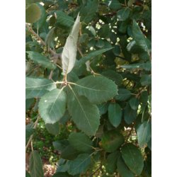 Bonsai-fr: <br> Iberisk Korkeg