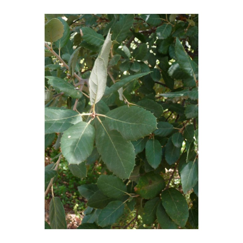 Bonsai-fr: <br> Iberisk Korkeg