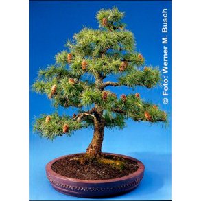 Bonsai - Europisk Lrk