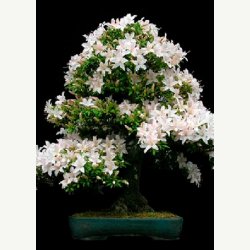 Bonsai-Dyrkningss�t: <br> Mediterran No. 1
