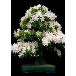 Bonsai-Dyrkningsst: <br> Mediterran No. 1