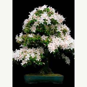 Bonsai-Dyrkningss�t: <br> Weichsel