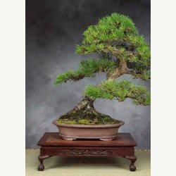 Bonsai-Dyrkningss�t: <br> Japan No. 1