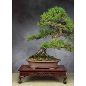 Bonsai-fr: <br> Japansk Sortfyr