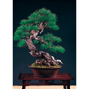 Bonsai-fr: <br> Taiwanesisk Rdfyr