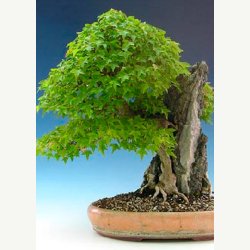 Bonsai-Dyrkningss�t: <br> Japan No. 1