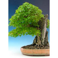 Bonsai-Dyrkningsst: <br> Japan No. 1