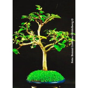 Bonsai-fr: <br> gte Figentr
