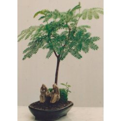 Bonsai-fr: <br> Silkerosetr