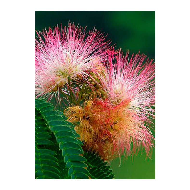 Bonsai-fr: <br> Silkerosetr