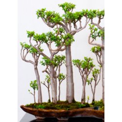 Bonsai-fr: <br> Baobab, Madagaskar Abebrdstr