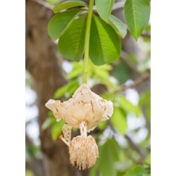 Bonsai-fr: <br> Baobab, Madagaskar Abebrdstr