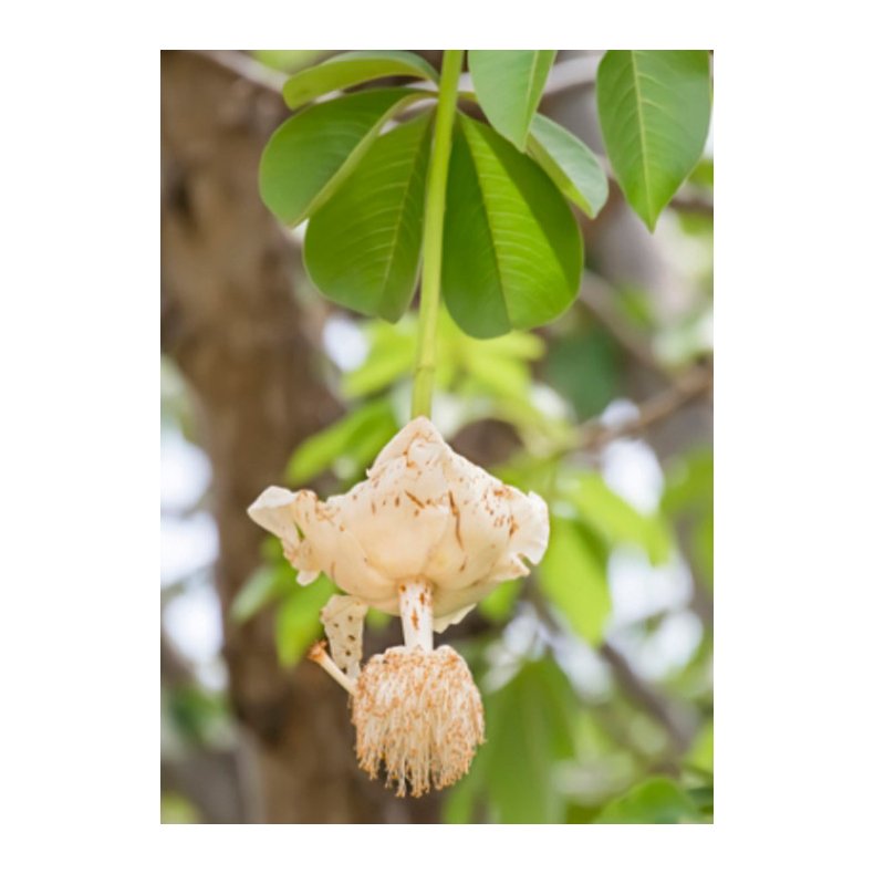 Bonsai-fr: <br> Baobab, Madagaskar Abebrdstr
