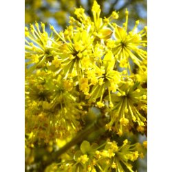 Bonsai-fr: <br> Japansk Kornelkirsebr