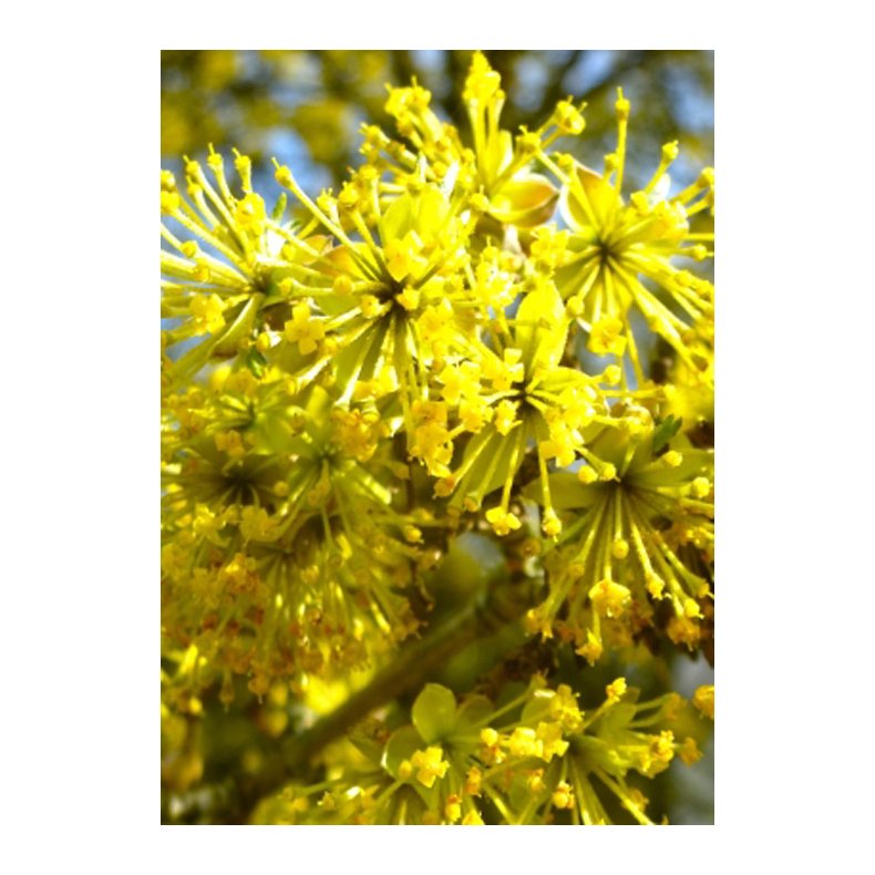 Bonsai-fr: <br> Japansk Kornelkirsebr