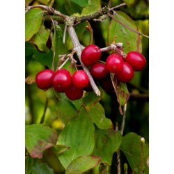 Bonsai-fr: <br> Japansk Kornelkirsebr