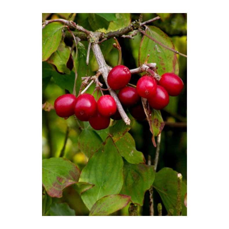 Bonsai-fr: <br> Japansk Kornelkirsebr