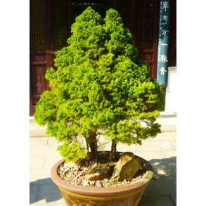 Bonsai-fr: <br> Japansk Sugi Ceder