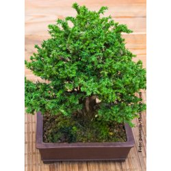 Bonsai-fr: <br> Japansk Sugi Ceder