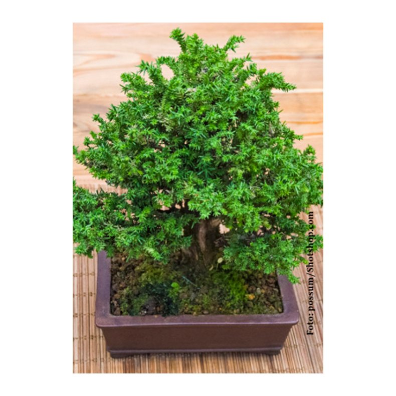Bonsai-fr: <br> Japansk Sugi Ceder