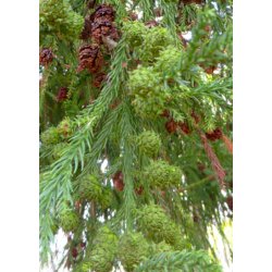 Bonsai-fr: <br> Japansk Sugi Ceder