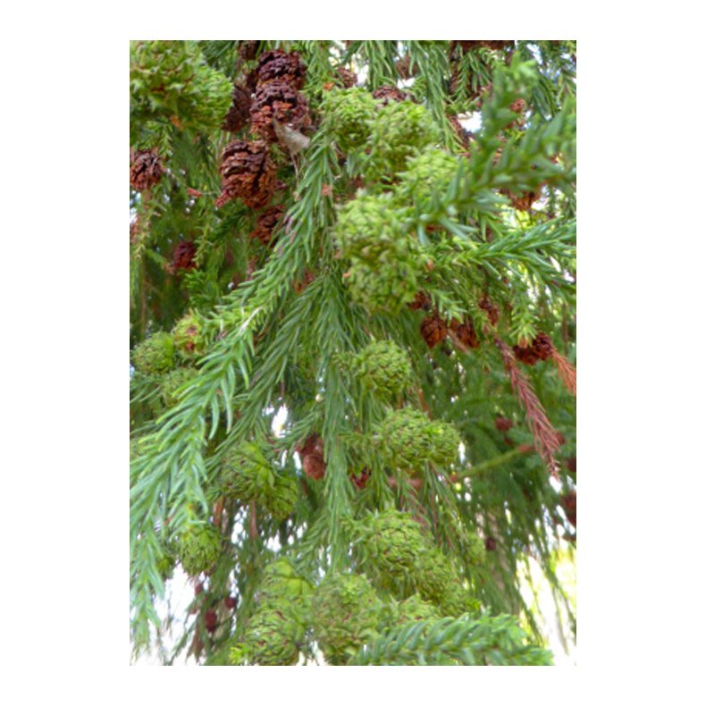 Bonsai-fr: <br> Japansk Sugi Ceder