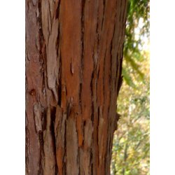 Bonsai-fr: <br> Japansk Sugi Ceder