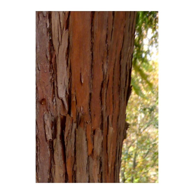 Bonsai-fr: <br> Japansk Sugi Ceder