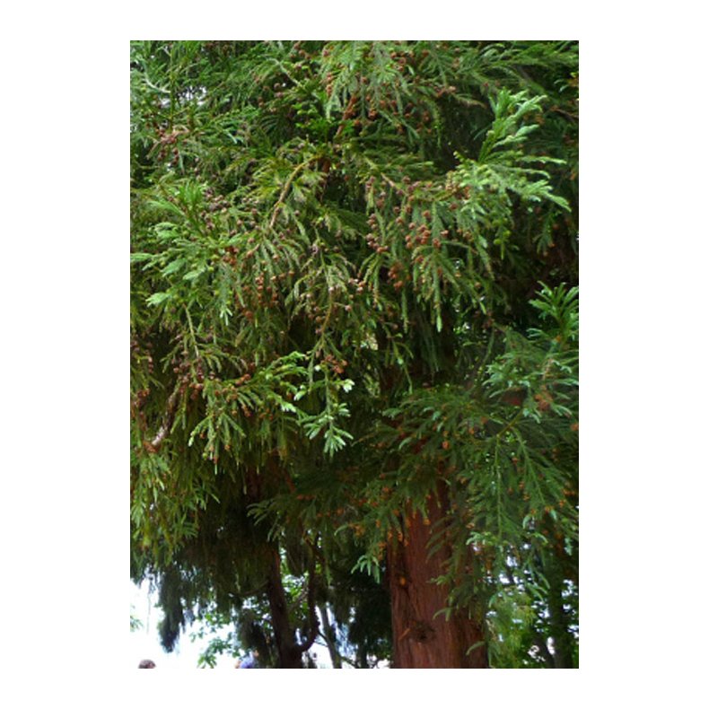 Bonsai-fr: <br> Japansk Sugi Ceder