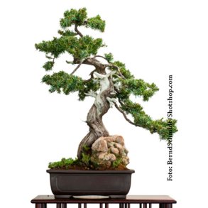 Bonsai-fr: <br> Iberisk Ene