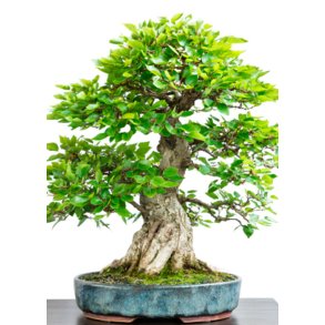 Bonsai-fr: <br> Koreansk Avnbg