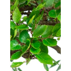 Bonsai-fr: <br> Koreansk Avnbg