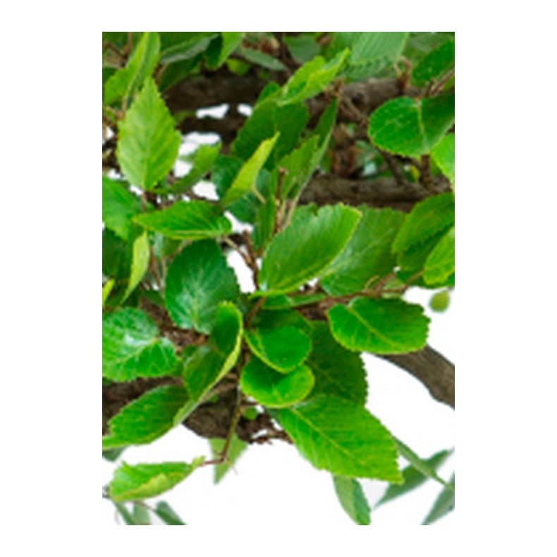 Bonsai-fr: <br> Koreansk Avnbg