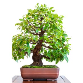 Bonsai-fr: <br> Kinesisk Kvde