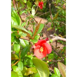 Bonsai-fr: <br> Kinesisk Kvde