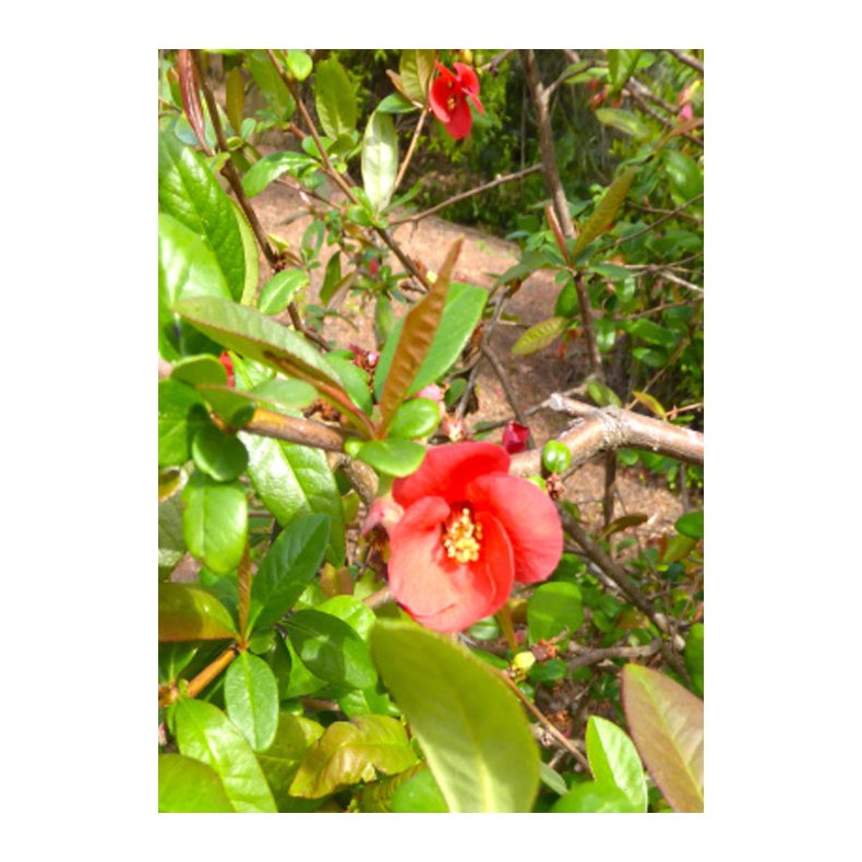 Bonsai-fr: <br> Kinesisk Kvde