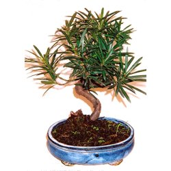 Bonsai-fr: <br> Kinesisk Taks