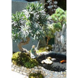 Bonsai-fr: <br> Kinesisk Taks