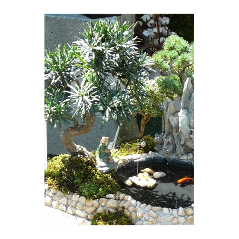 Bonsai-fr: <br> Kinesisk Taks