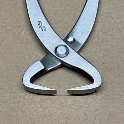 Ryuga: <br> Bonsai-Stammetang