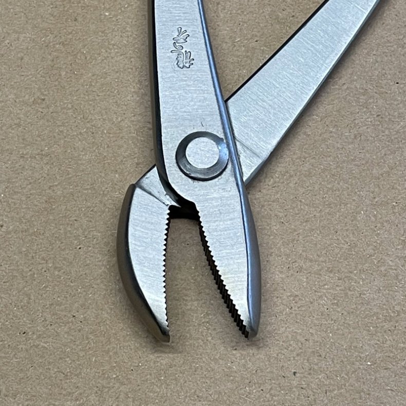 Ryuga: <br> Bonsai-Jintang, vinklet